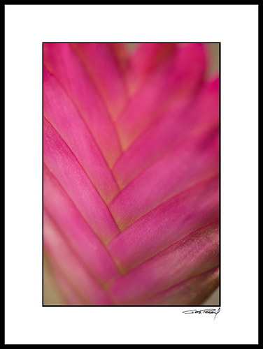 Abromiliad_pink_001