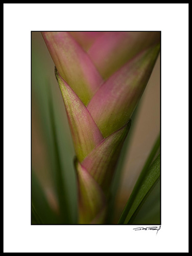 Cbromiliad_pink_003