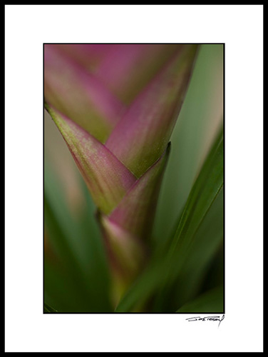 Ebromiliad_pink_005