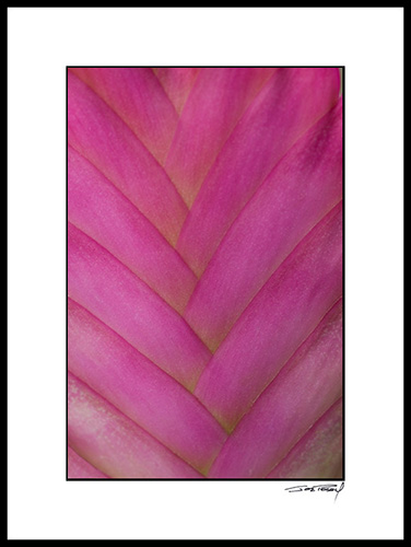 Fbromiliad_pink_006