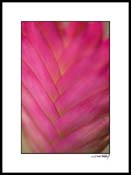 Abromiliad_pink_001