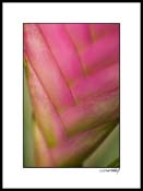 Bbromiliad_pink_002