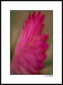 Dbromiliad_pink_004