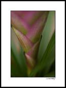 Ebromiliad_pink_005