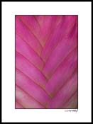 Fbromiliad_pink_006