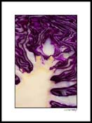 Ared_cabbage_001