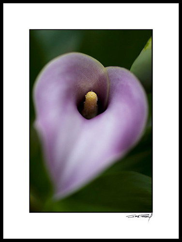 Dcallas_lilly_008