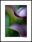 Bcallas_lilly_003