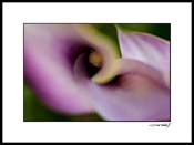 Ccallas_lilly_007
