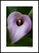 Dcallas_lilly_008