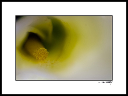 Acallas_white_001b_nr