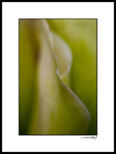 Ccallas_white_003
