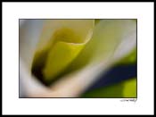 Bcallas_white_002
