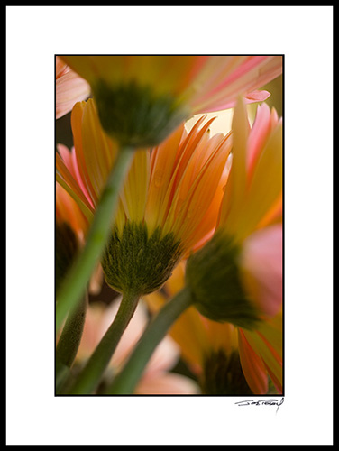 Bgerber_orange_pink_002