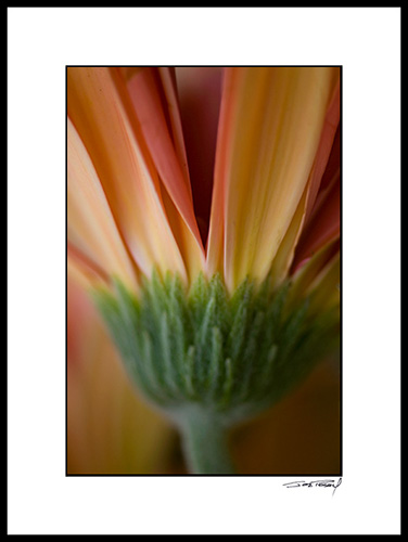 Cgerber_orange_pink_003