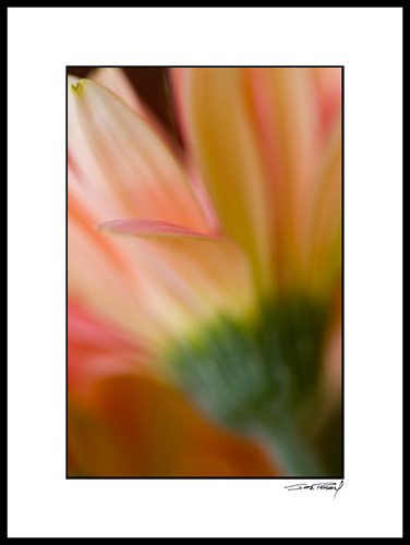 Dgerber_orange_pink_004