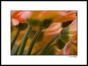 Agerber_orange_pink_001