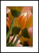 Bgerber_orange_pink_002