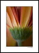 Cgerber_orange_pink_003