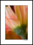 Dgerber_orange_pink_004