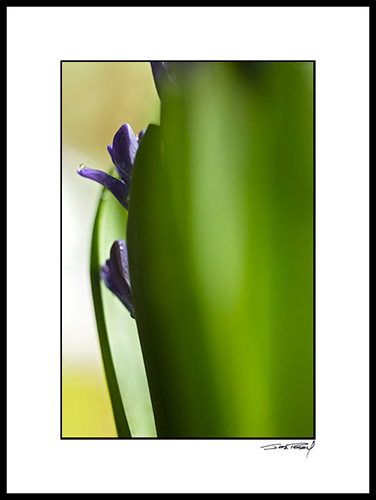 Ahyacinth_001