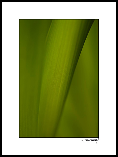 Bhyacinth_0013