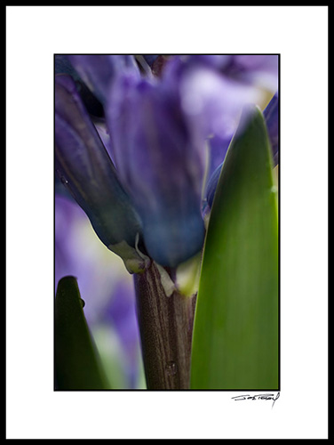 Chyacinth_003