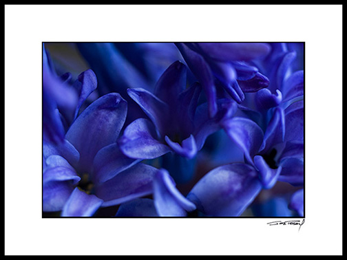 Ehyacinth_005