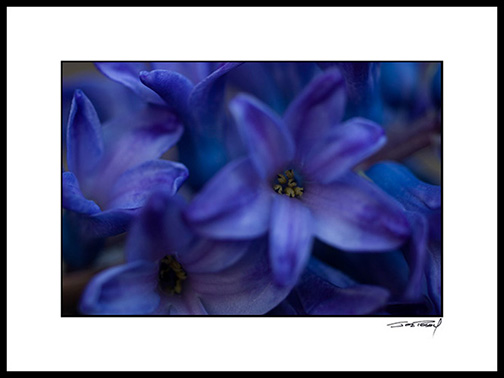 Fhyacinth_012