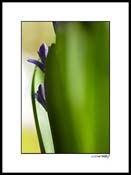 Ahyacinth_001