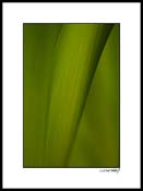 Bhyacinth_0013