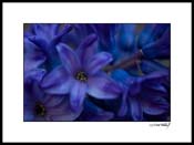 Dhyacinth_004