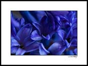 Ehyacinth_005