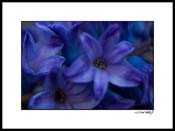 Fhyacinth_012