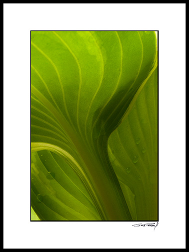 Hosta_07_001