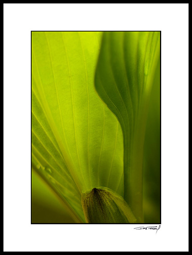 Hosta_07_005