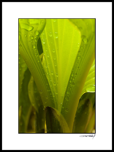 Hosta_07_008