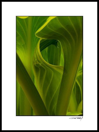 Hosta_07_009B