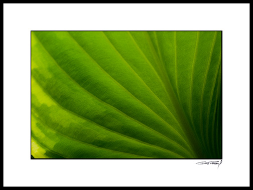 Hosta_07_010