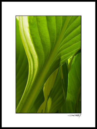 Hosta_07_014