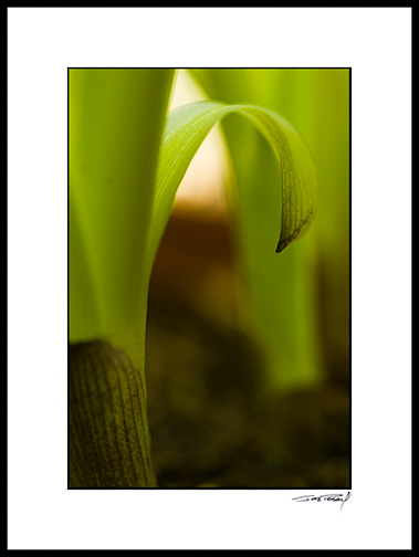 Hosta_07_016