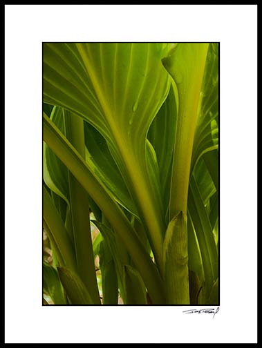 Hosta_low_3