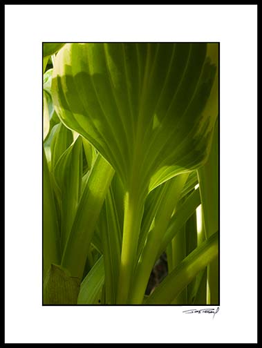 Hosta_low_5