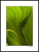 Hosta_07_001