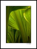 Hosta_07_002