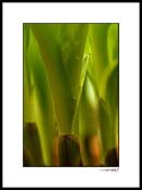 Hosta_07_003