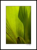 Hosta_07_005