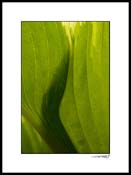 Hosta_07_006
