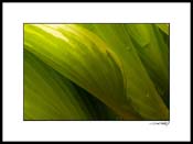 Hosta_07_007