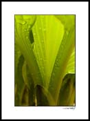 Hosta_07_008